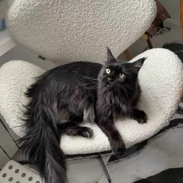 Кресло Swan Ivory - Yandex Отзыв